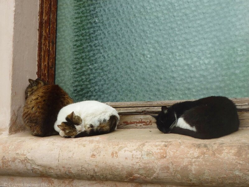 Котики перед дождём